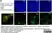 Anti Human CD14 Antibody, clone TÜK4 thumbnail image 72