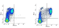 Anti Human CD14 Antibody, clone UCHM1 gallery image 3