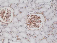 Anti CD140b Antibody, clone RM303 gallery image 2