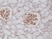 Anti CD140b Antibody, clone RM303 thumbnail image 2
