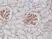 Anti CD140b Antibody, clone RM303 thumbnail image 2