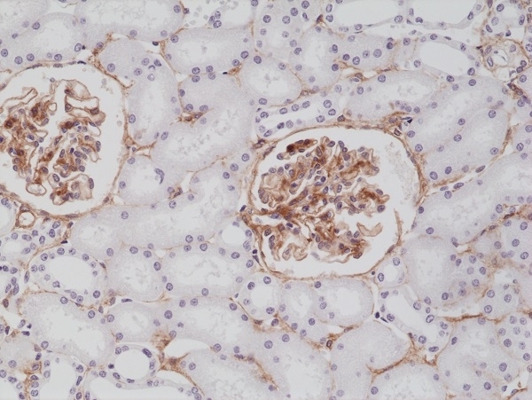 Anti CD140b Antibody, clone RM303 gallery image 2