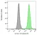 Anti Human CD144 Antibody, clone 55-7H1 thumbnail image 1