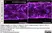 Anti Human CD144 Antibody, clone 55-7H1 thumbnail image 3