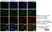 Anti Human CD146 Antibody, clone OJ79c thumbnail image 10