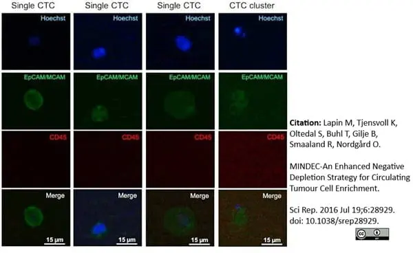 Anti Human CD146 Antibody, clone OJ79c gallery image 10