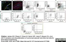 Anti Human CD146 Antibody, clone OJ79c gallery image 11