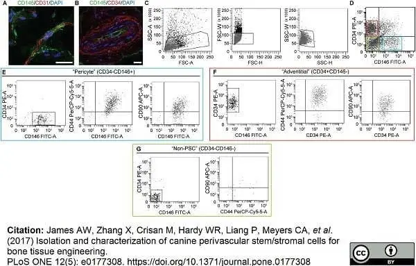 Anti Human CD146 Antibody, clone OJ79c gallery image 11