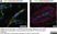 Anti Human CD146 Antibody, clone OJ79c thumbnail image 12