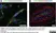Anti Human CD146 Antibody, clone OJ79c thumbnail image 12