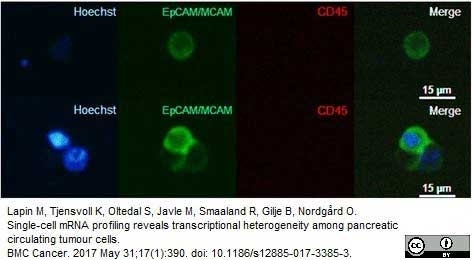 Anti Human CD146 Antibody, clone OJ79c gallery image 13