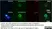 Anti Human CD146 Antibody, clone OJ79c thumbnail image 13
