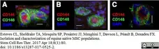 Anti Human CD146 Antibody, clone OJ79c gallery image 15