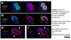 Anti Human CD146 Antibody, clone OJ79c gallery image 16