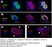 Anti Human CD146 Antibody, clone OJ79c thumbnail image 16
