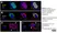 Anti Human CD146 Antibody, clone OJ79c thumbnail image 16