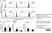 Anti Human CD146 Antibody, clone OJ79c thumbnail image 18