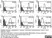 Anti Human CD146 Antibody, clone OJ79c thumbnail image 20