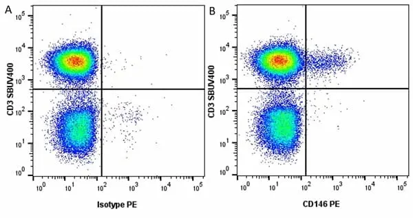 Anti Human CD146 Antibody, clone OJ79c gallery image 21