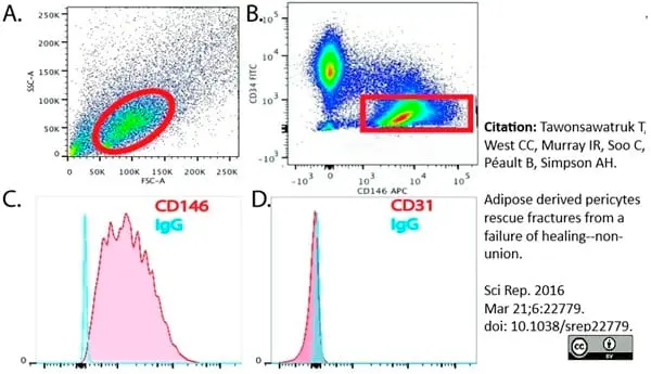 Anti Human CD146 Antibody, clone OJ79c gallery image 5