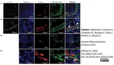 Anti Human CD146 Antibody, clone OJ79c gallery image 7