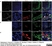 Anti Human CD146 Antibody, clone OJ79c thumbnail image 7