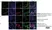 Anti Human CD146 Antibody, clone OJ79c thumbnail image 7