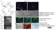 Anti Human CD146 Antibody, clone OJ79c gallery image 8