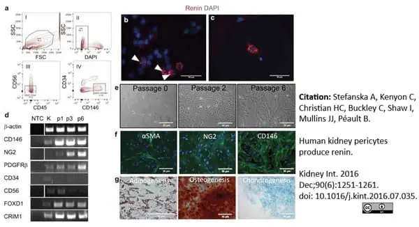 Anti Human CD146 Antibody, clone OJ79c gallery image 8