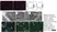 Anti Human CD146 Antibody, clone OJ79c thumbnail image 9