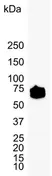 Anti Human CD147 Antibody, clone MEM-M6/1 (Monoclonal Antibody Antibody) thumbnail image 3