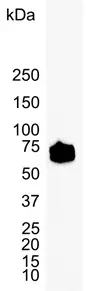 Anti Human CD147 Antibody, clone MEM-M6/1 (Monoclonal Antibody Antibody) gallery image 3