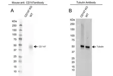 Anti Human CD147 Antibody, clone MEM-M6/1 (Monoclonal Antibody Antibody) gallery image 4
