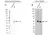 Anti Human CD147 Antibody, clone MEM-M6/1 (Monoclonal Antibody Antibody) thumbnail image 4