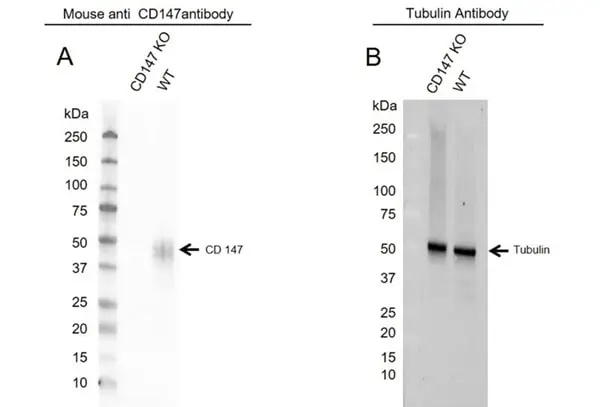 Anti Human CD147 Antibody, clone MEM-M6/1 (Monoclonal Antibody Antibody) gallery image 4