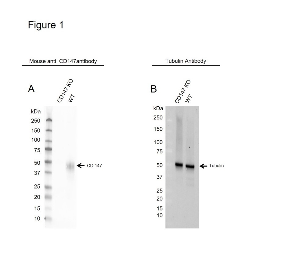 Anti Human CD147 Antibody, clone MEM-M6/1 (Monoclonal Antibody Antibody) gallery image 4
