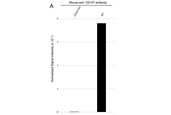Anti Human CD147 Antibody, clone MEM-M6/1 (Monoclonal Antibody Antibody) gallery image 5