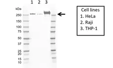 Anti CD148 Antibody, clone D02/2F7 (PrecisionAb Monoclonal Antibody) gallery image 1