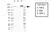 Anti CD148 Antibody, clone D02/2F7 (PrecisionAb Monoclonal Antibody) thumbnail image 1