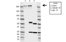 Anti CD148 Antibody, clone D02/2F7 (PrecisionAb Monoclonal Antibody) gallery image 2