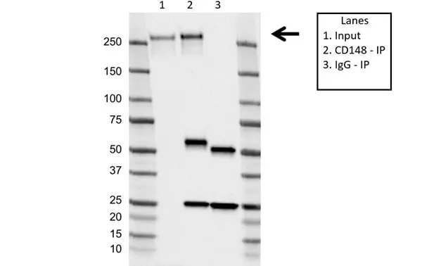 Anti CD148 Antibody, clone D02/2F7 (PrecisionAb Monoclonal Antibody) gallery image 2
