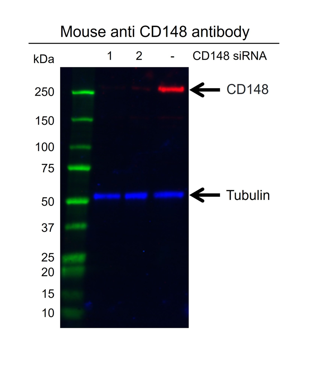 Anti CD148 Antibody, clone D02/2F7 (PrecisionAb Monoclonal Antibody) gallery image 3