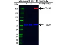 Anti CD148 Antibody, clone D02/2F7 (PrecisionAb Monoclonal Antibody) gallery image 3