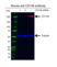 Anti CD148 Antibody, clone D02/2F7 (PrecisionAb Monoclonal Antibody) thumbnail image 3