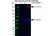 Anti CD148 Antibody, clone D02/2F7 (PrecisionAb Monoclonal Antibody) thumbnail image 3