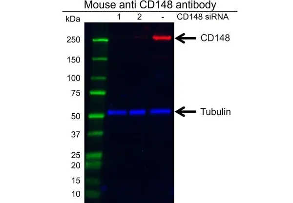 Anti CD148 Antibody, clone D02/2F7 (PrecisionAb Monoclonal Antibody) gallery image 3
