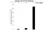 Anti CD148 Antibody, clone D02/2F7 (PrecisionAb Monoclonal Antibody) thumbnail image 4