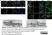 Anti Human CD151 Antibody, clone 11G5a thumbnail image 1