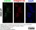 Anti Human CD151 Antibody, clone 11G5a thumbnail image 11