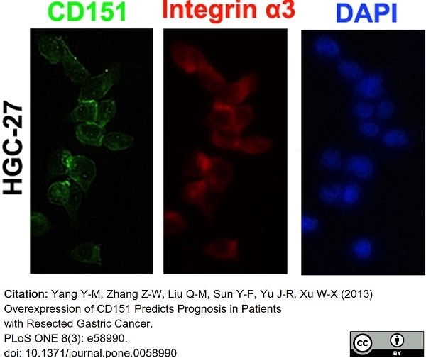 Anti Human CD151 Antibody, clone 11G5a gallery image 11